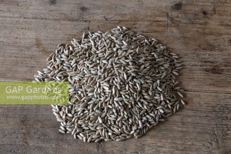 Secale cereale - rye seeds. 