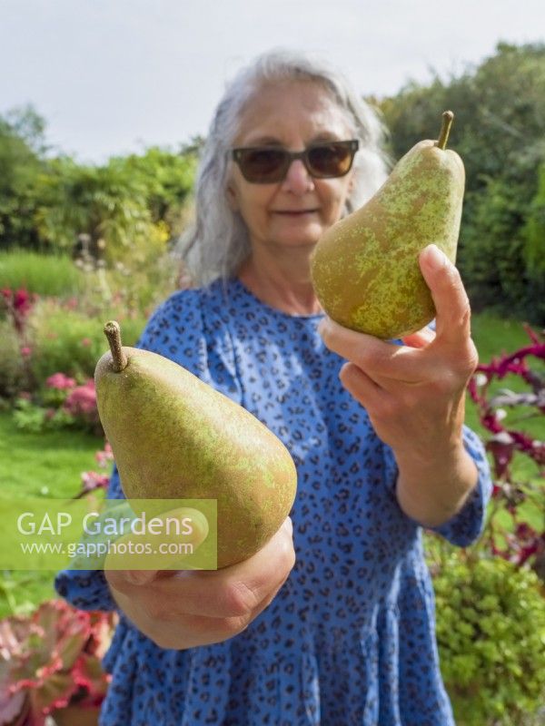 Pyrus communis 'Concorde'   Woman holding two large Concorde pears