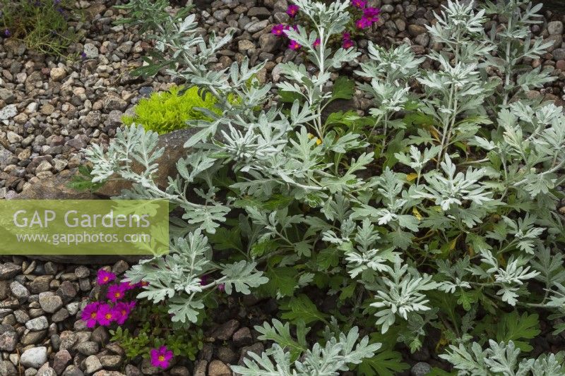 Artemisia stelleriana 'Boughton Silver' - Mugwort in river stone border in summer.