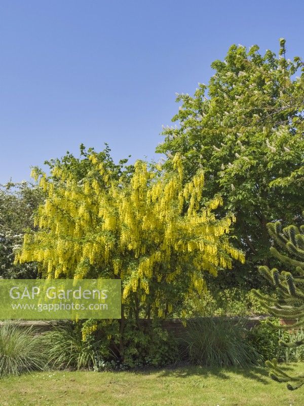 Laburnum anagyroides - Laburnum tree in front garden