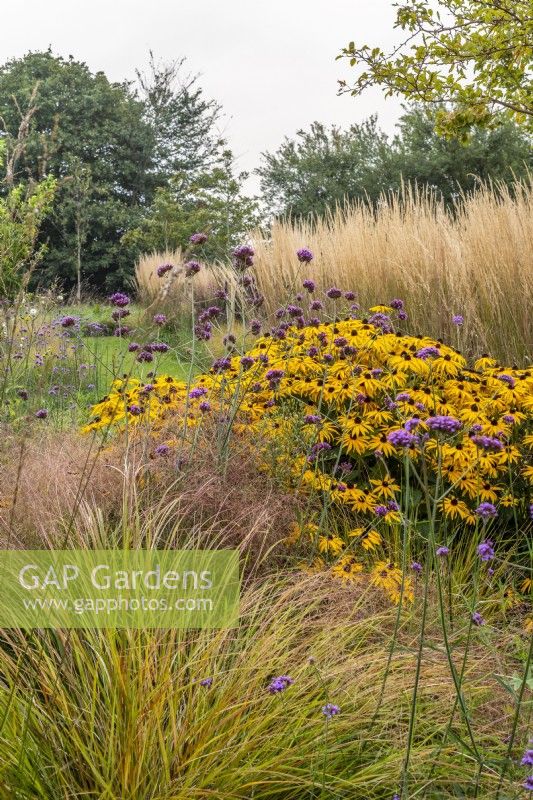 Rudbeckia fulgida var. 'Deamii' and Verbena bonariensis in prairie style border with Calamagrostis x acutiflora 'Karl Forster' in background and Anemonthele lessoniana in foreground