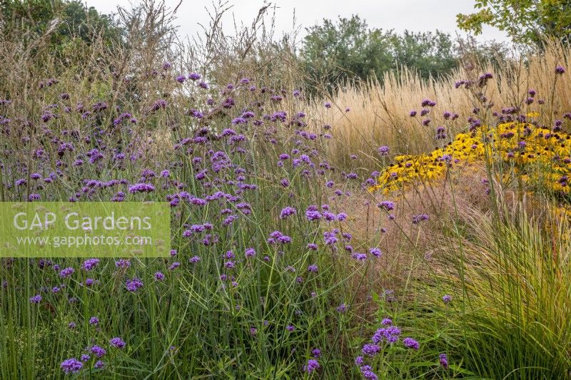 Verbena bonariensis in prairie style border with Calamagrostis x acutiflora 'Karl Forster' and Rudbeckias in background and Anemonthele lessoniana in foreground