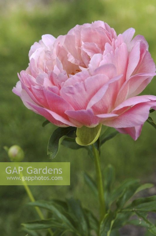 Paeonia lactiflora 'Coral Sunset' -  semi-double blooms,
Peony 'Coral Sunset'
