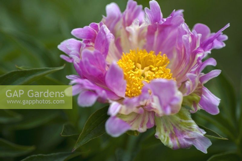Paeonia lactiflora 'Pink Spritzer' - Peony 'Pink Spritzer' single with extremely curled petals
