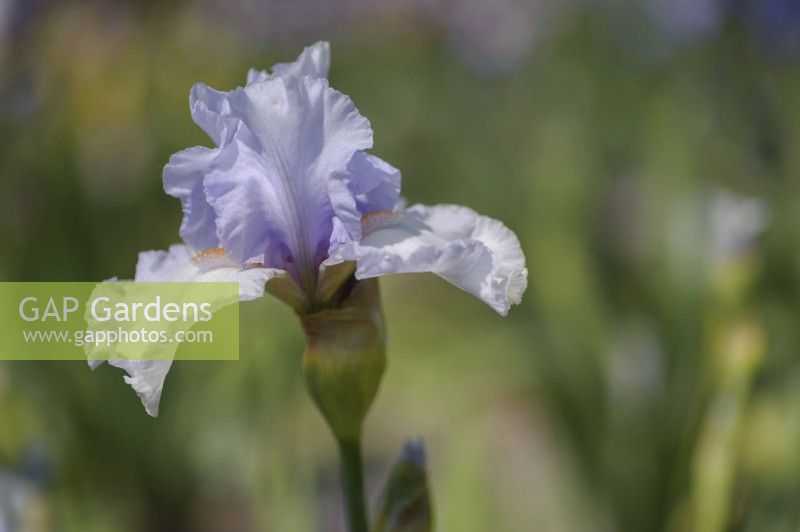 Tall Bearded Iris 'All American'.
Hybridizer: Monty Byers, 1991
Photographed in May