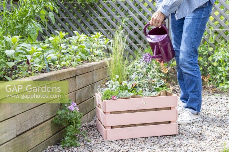 Woman watering wooden crate planted with Osteospermum, Helichrysum 'Silver', Stipa tenuissima, Geranium Variegated 'Frank Headley', Antirrhinum 'Rose Pink', Calibrachoa 'Can Can Double Apricot' and Dichondra 'Silver Falls'