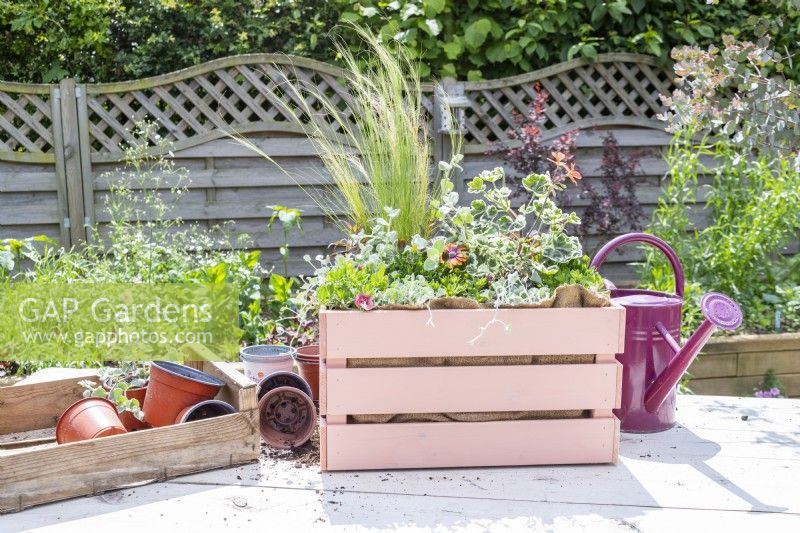 Wooden crate planted with Osteospermum, Helichrysum 'Silver', Stipa tenuissima, Geranium Variegated 'Frank Headley', Antirrhinum 'Rose Pink', Calibrachoa 'Can Can Double Apricot' and Dichondra 'Silver Falls'