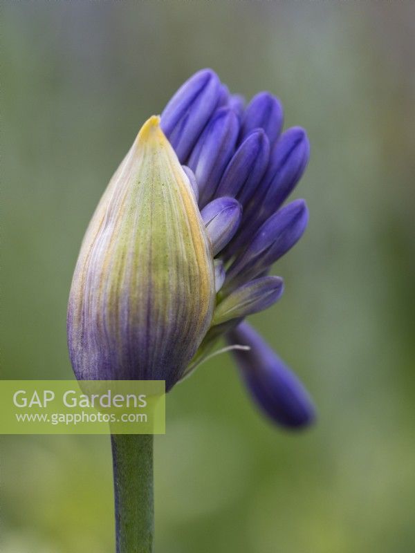 Agapanthus 'Silver Moon' - African Lily - July