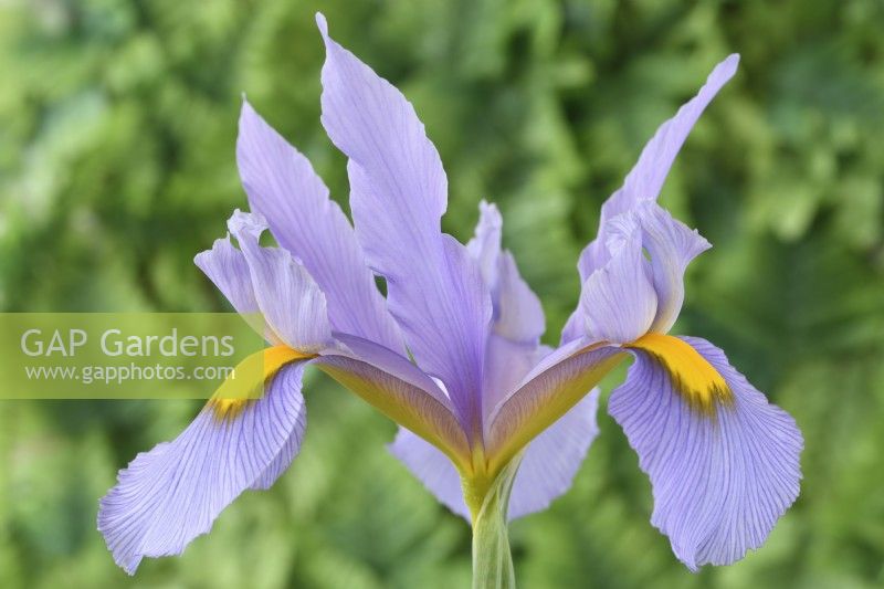 Iris  'Pink Panther'  Dutch iris  May