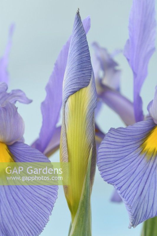 Iris  'Pink Panther'  Dutch iris  Flowers and bud  May