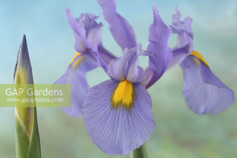 Iris  'Pink Panther'  Dutch iris  Flower and bud  May