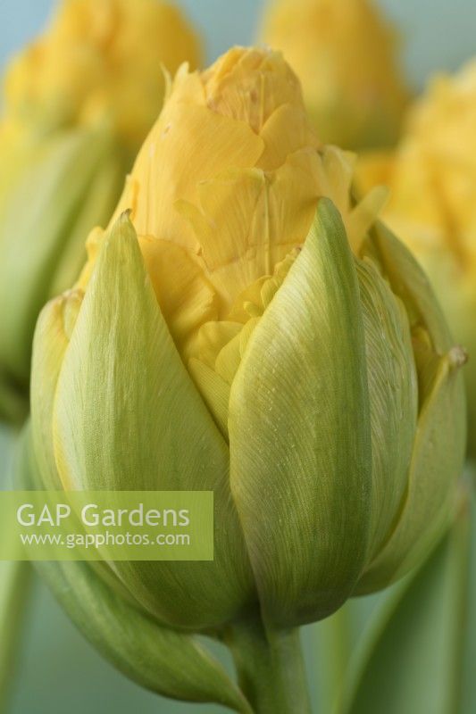 Tulipa  'Vanilla Coupe'  Tulip  Double Late Group  May