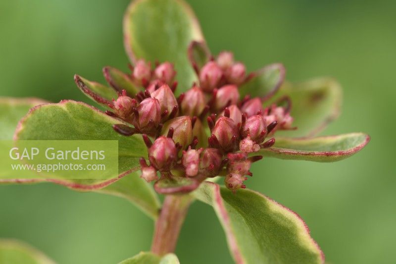 Sedum kamtschaticum var. kamtschaticum  'Variegatum'  Variegated orange stonecrop flower buds  May