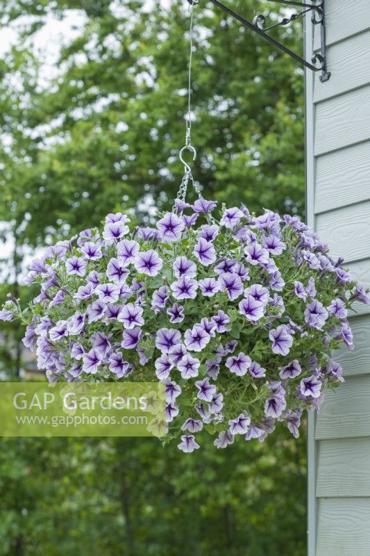 Petunia 'Designer Blueberry Burst' growing in a hanging basket. June