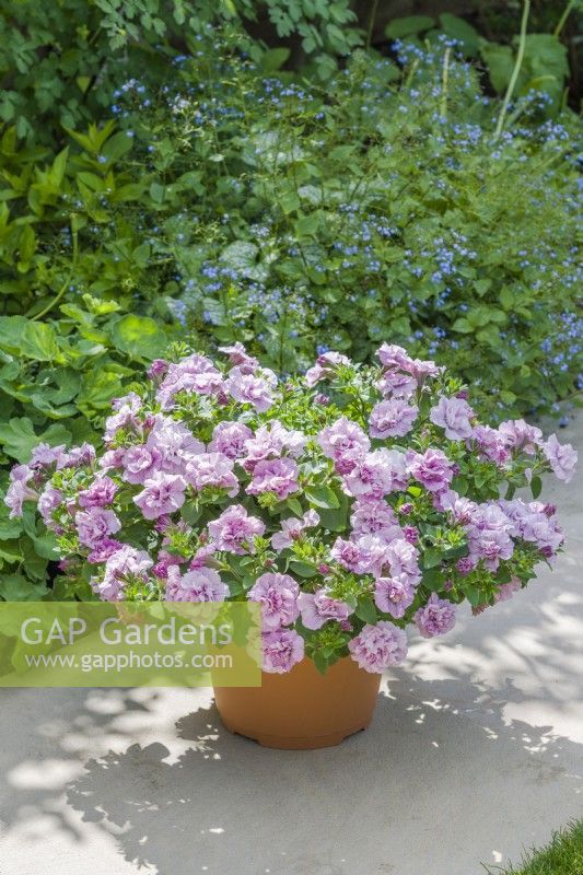Petunia 'Tumbelina Compact Angela' growing in a container. May.