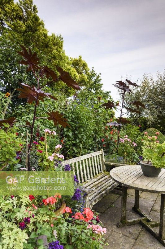Wooden bench and table surrounded by lush planting including pelargoniums and ricinus, in August