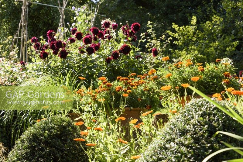 Marigolds and dahlias in a summer garden