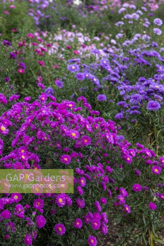 Autumn colour at The Picton Garden with Symphyotrichum novi-belgii 'Elta' in the foreground.