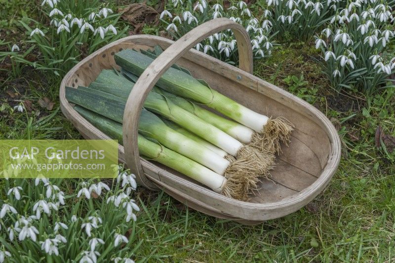 Leek 'Gladius' F1. Freshly rinsed stems laid in a wooden trug in winter with snowdrops in background. February