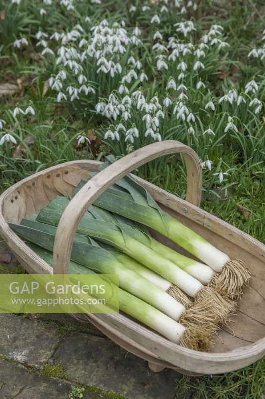 Leek 'Gladius' F1. Freshly rinsed stems laid in a wooden trug in winter with snowdrops in background. February