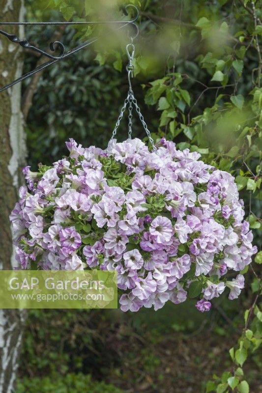 Petunia 'Designer Bridal Blush'. Hanging basket. May.