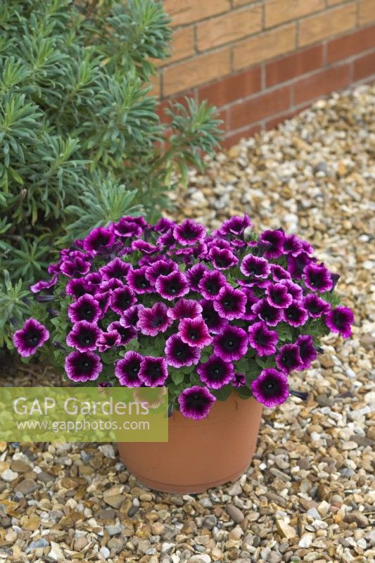 Petunia 'Ovation Crimson Eye' growing in a container on a gravel path June.