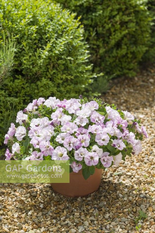 Petunia 'Designer Bridal Blush' growing in a container on a gravel path June.