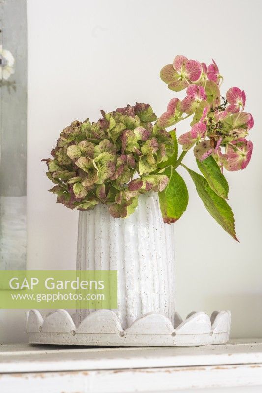 Hydrangea flower heads displayed in a white artisan pottery vase