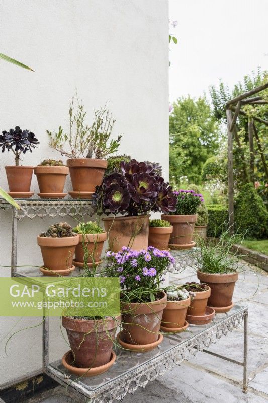 Decorative staging with clay pots of succulents in September