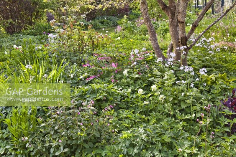 Spring border with natural planting under ornamental cherry tree including Lunaria, Tulips, Silene dioica, Lamprocapnos spectabilis and Pulmonaria.