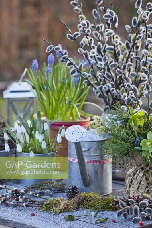 Winter arrangement with snowdrops, grape hyacinths and vases filled with pussy willow, helleborus odorus and pine twigs.