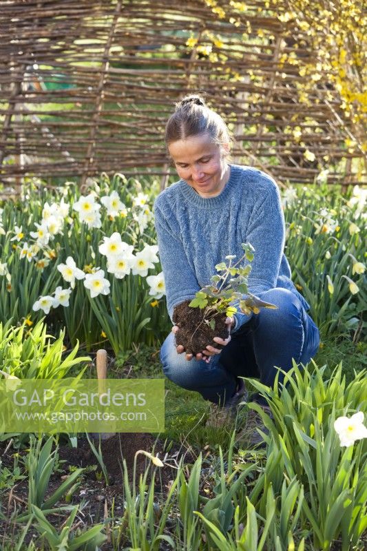 Woman planting Anemone hupehensis 'Praecox' in spring..
