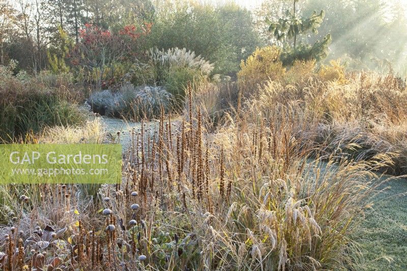 Sunlit ornamental grasses and perennial seed heads at Ellicar Gardens in November, surrounded by trees and shrubs.