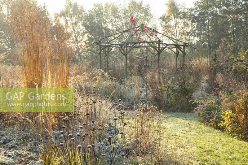 Rustic coppiced ash gazebo surrounded by backlit ornamental grasses and perennials in frost.