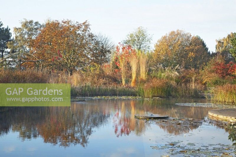 Reflections in a natural swimming pool with millstone water feature, surrounded by autumnal coloured trees and ornamental grasses, such as Molinia arundinacea 'Karl Foerster'.