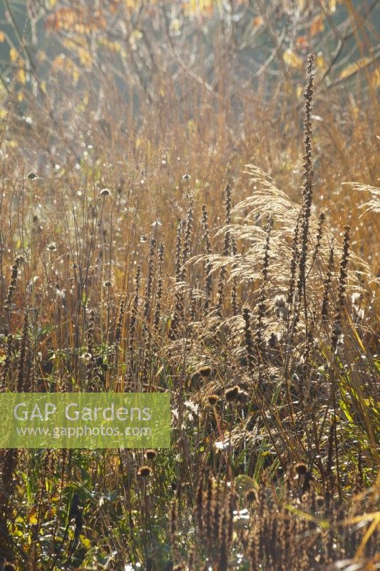 Backlit seed heads and ornamental grasses in winter