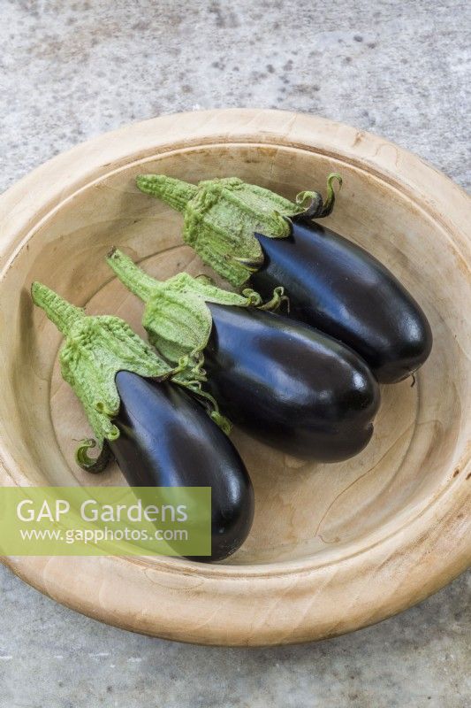 Aubergine 'Tubbiness'. Three ripe fruits in a wooden dish. August