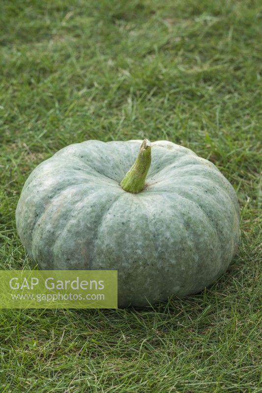 Pumpkin 'Mint Prince F1'. Mature mottled green fruit. September.