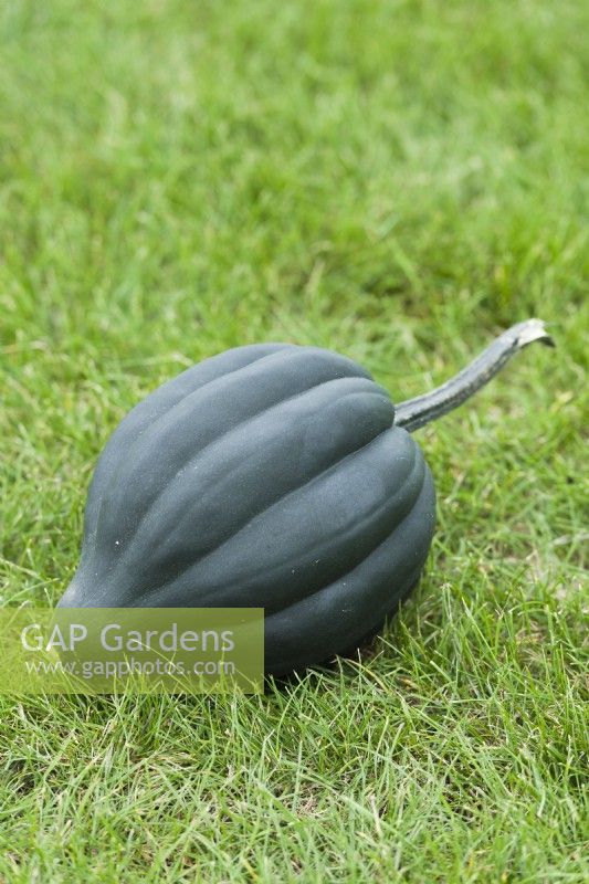 Squash 'Autumn Perfection F1'. Dark green mature acorn type fruit. September.