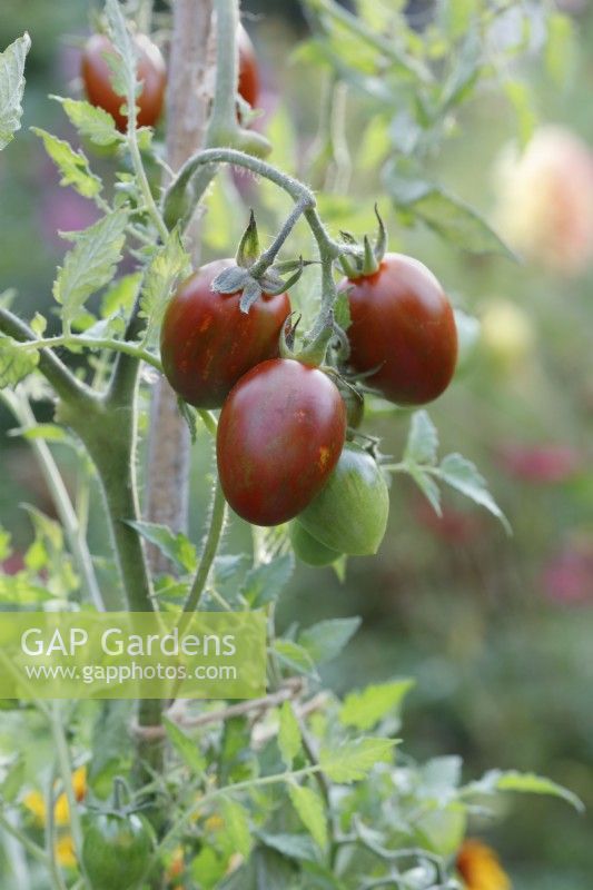 Lycopersicon esculentum - Tomato 'Shimmer' F1 hybrid
