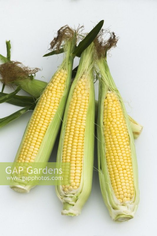 Sweet Corn 'Accentuate F1'. Three ripe cobs on a white background. August