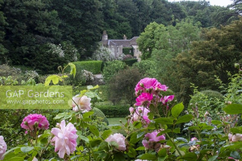 View over roses and across garden to the house at Moor Wood, Gloucestershire