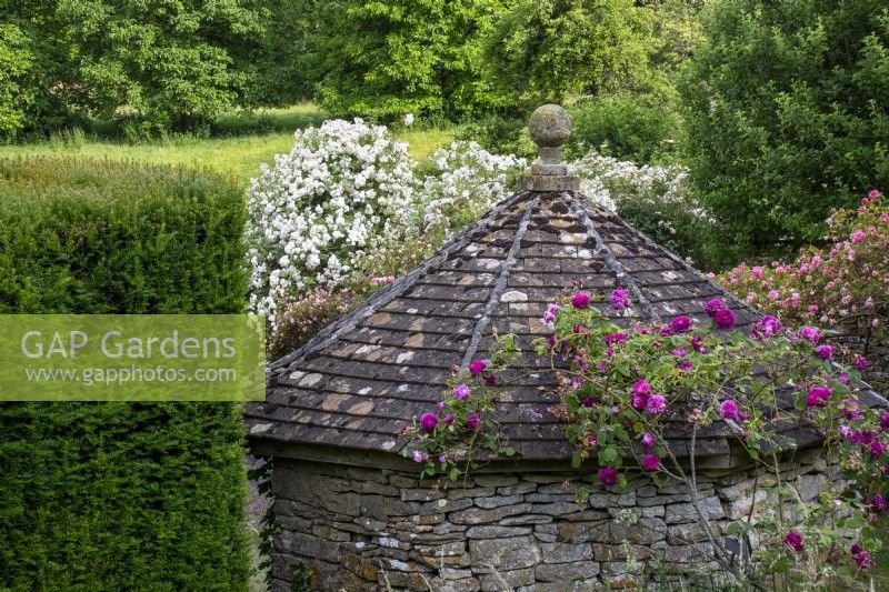 Roses over a Cotswold stone summerhouse at Moor Wood, Gloucestershire.