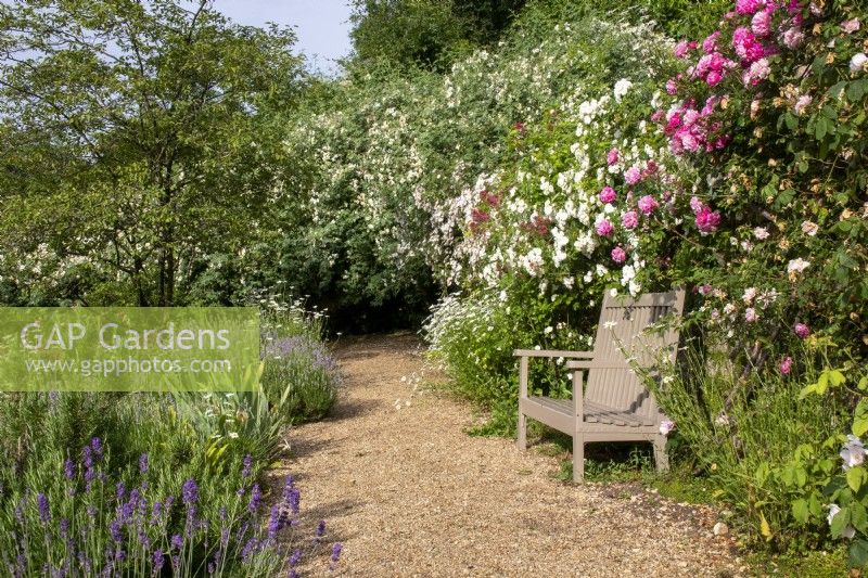 Painted wooden bench in front of rambling roses with gravel path at Moor Wood, Gloucestershire.