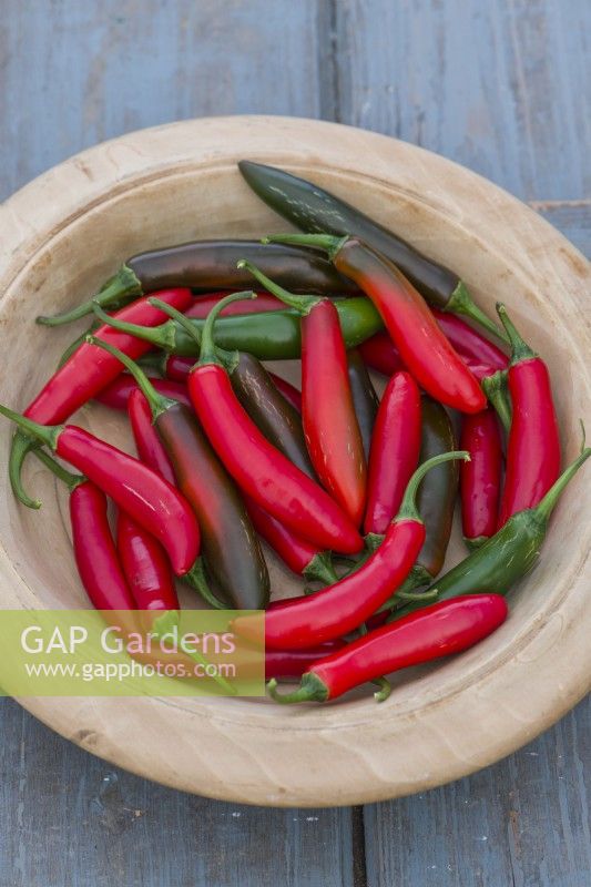 Pepper 'Serrano'. Harvested chilli peppers in a wooden dish. September.