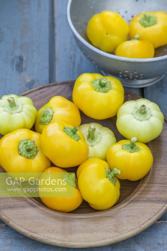 Sweet Pepper 'Jablina F1'. Harvested yellow fruits on a wooden dish. September.