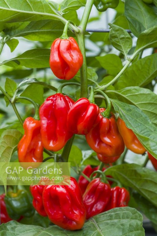 Hot Pepper 'Trinidad Scorpion Red'. Closeup of chilli peppers ripening on bush. September.