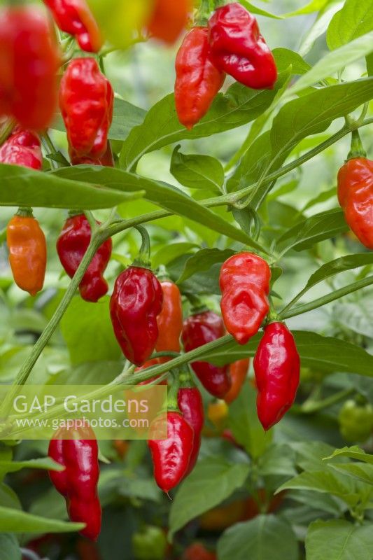 Hot Pepper 'Scotch Bonnet'. Closeup of chilli peppers ripening on bush. September.