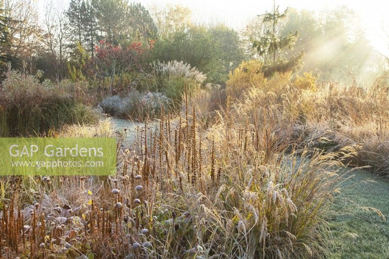 Early morning sunlight on ornamental grasses and perennial seed heads at Ellicar gardens in frost.