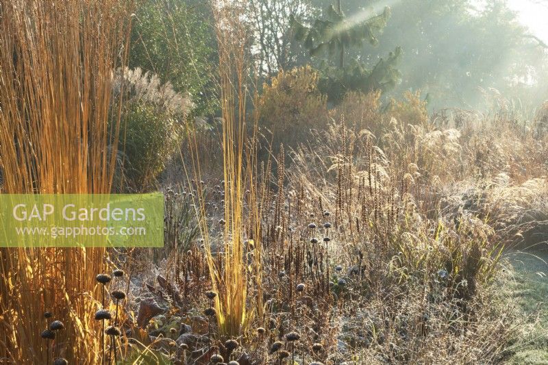 Backlit ornamental grasses including Molinia arundinacea 'Karl Foerster' and perennial seed heads at Ellicar Gardens in frost.